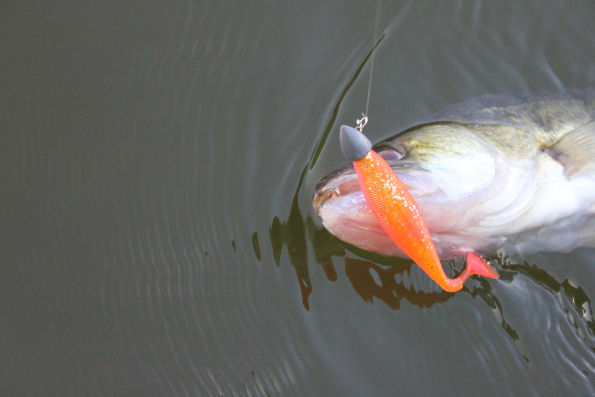 METHOD SHAD 4 595_1.jpg